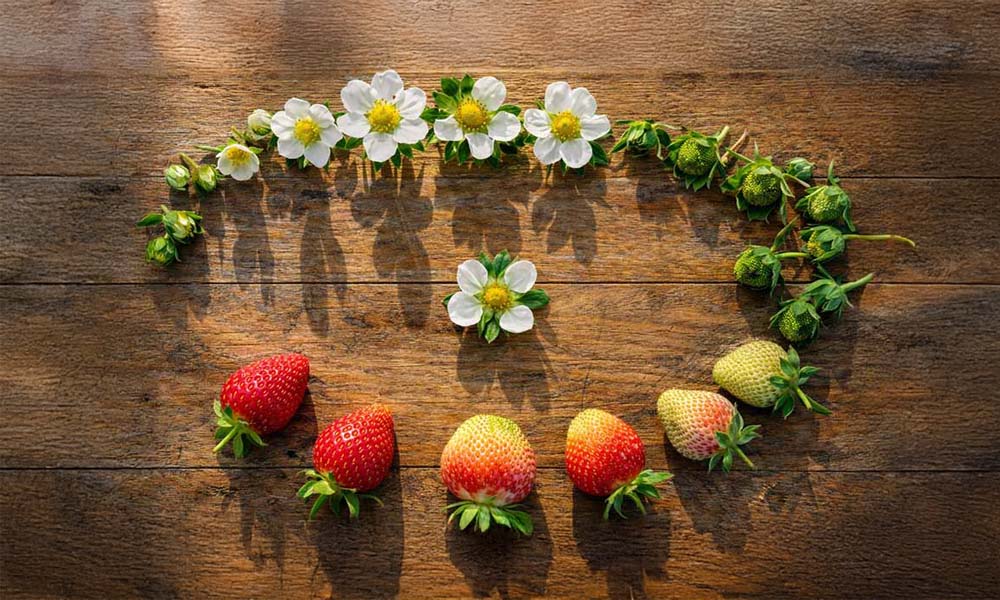 Teralis Hikayesi – Yayladağı Hatay