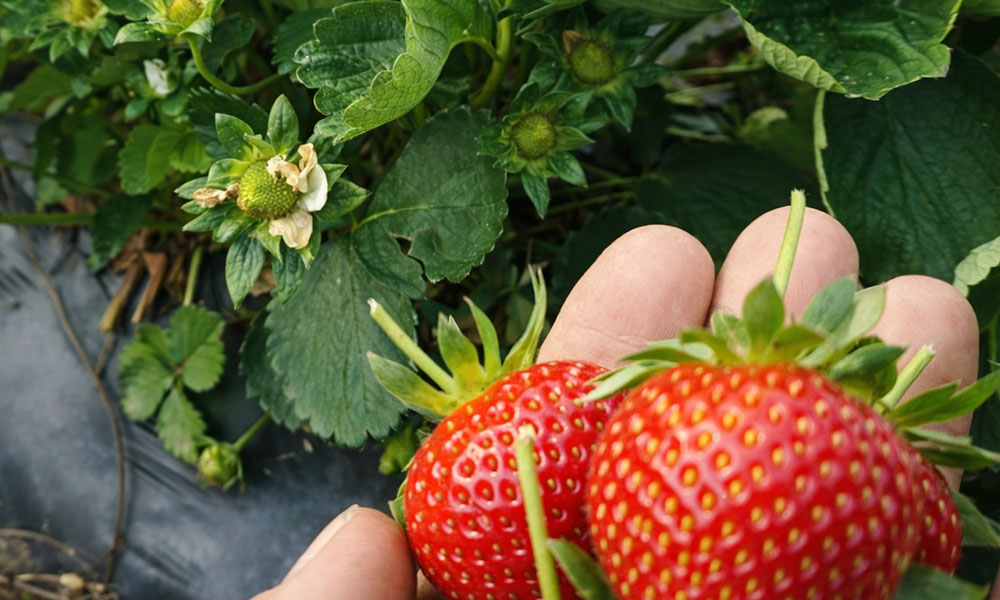 Teralis üretim sahası 2