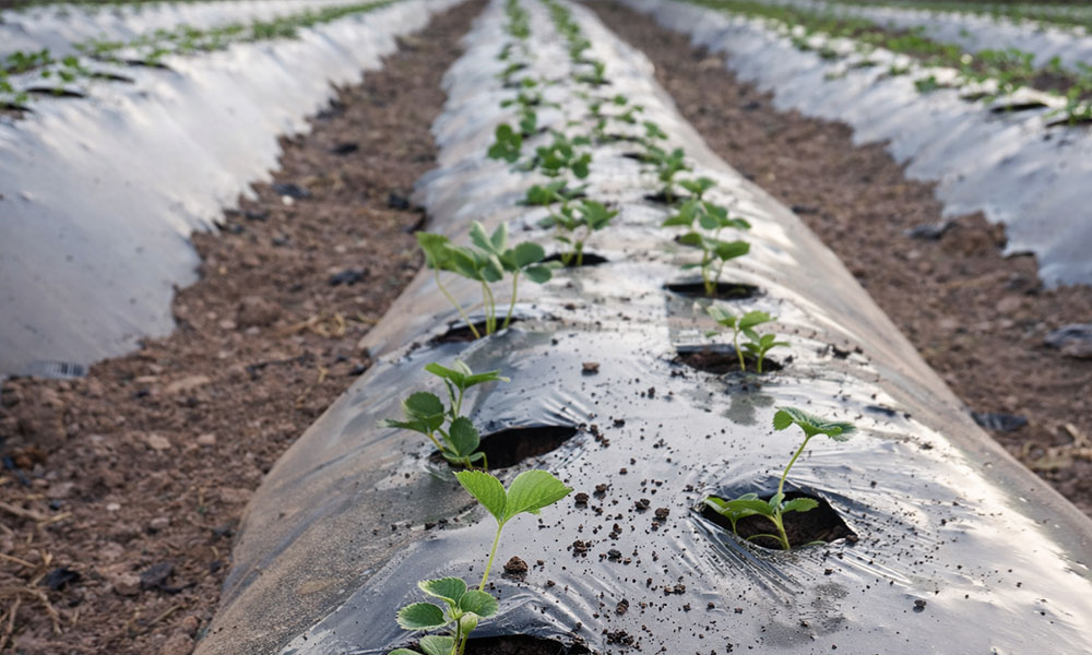 Teralis üretim sahası 3