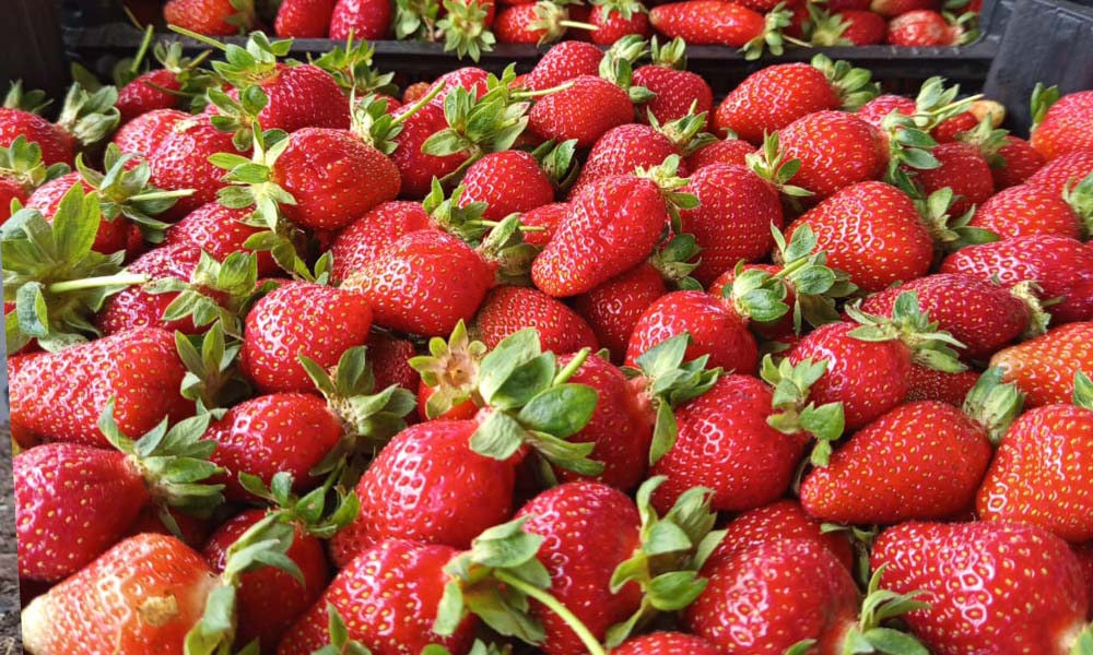 Teralis üretim sahası 4