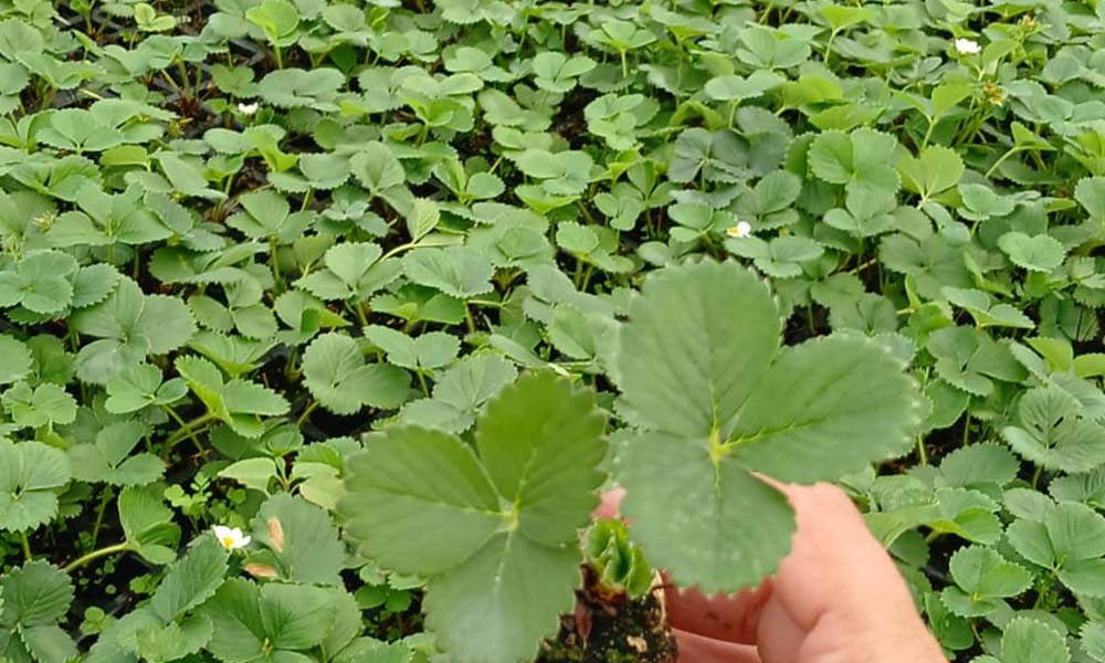 Teralis üretim sahası 5