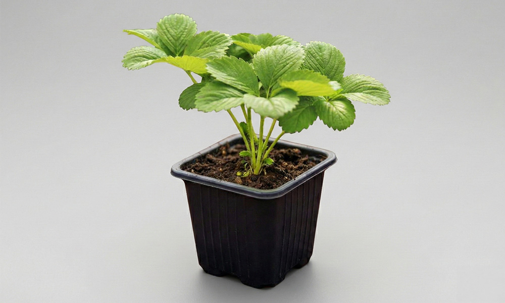 Sertifikalı Çilek Fidesi