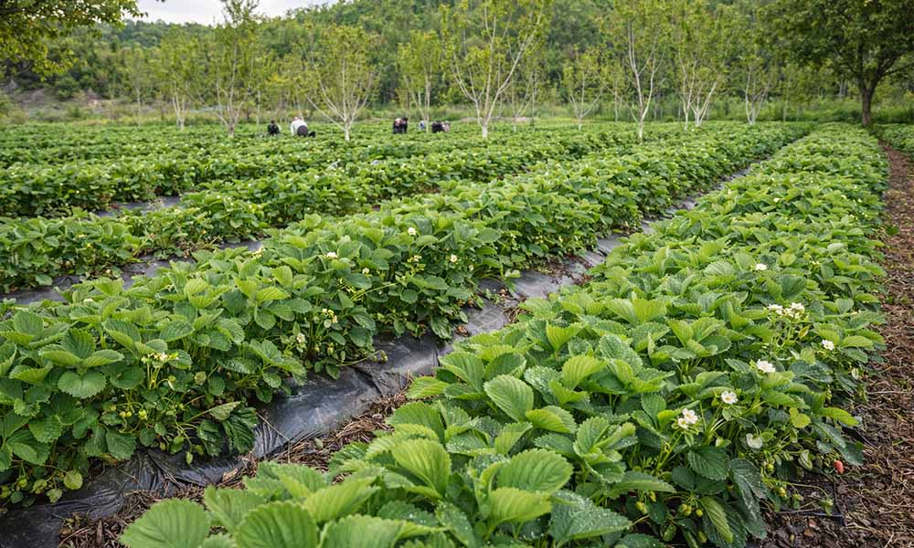 Kadim Tarım Toprakları